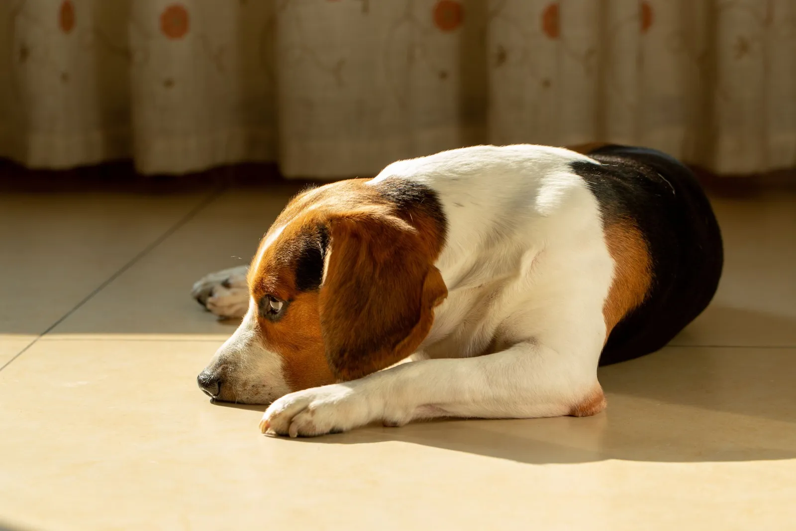 Beagle relaxing on a durable wood floor