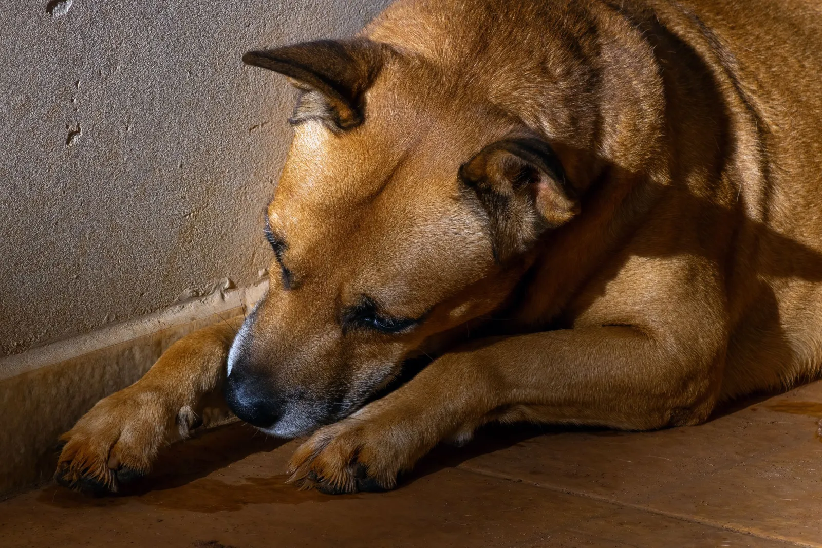 Dog relaxing on a clean, well-maintained sunlit hardwood floor